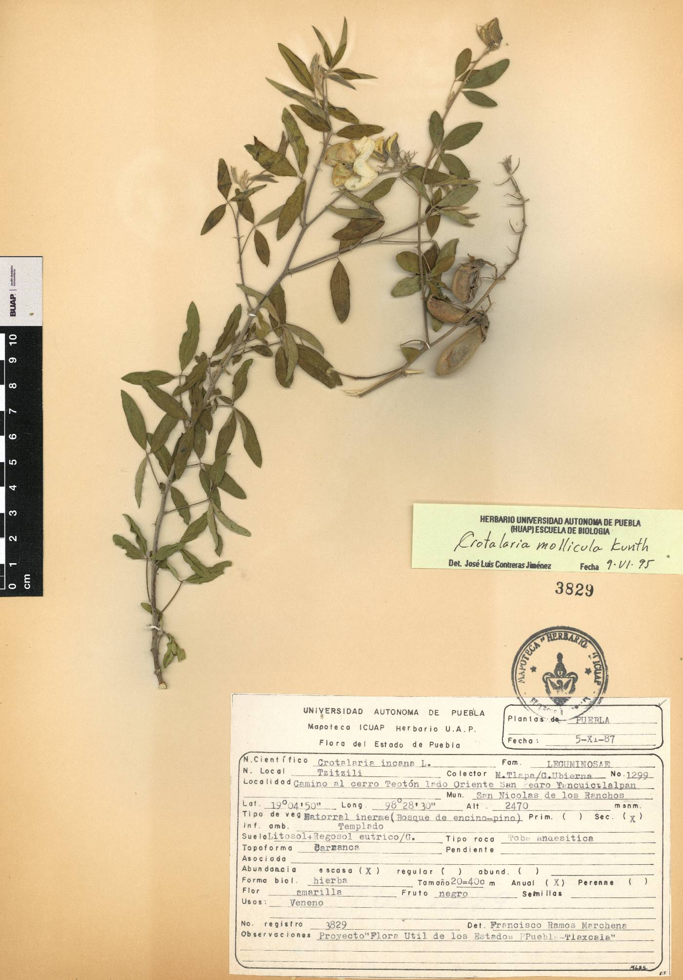 Crotalaria mollicula image