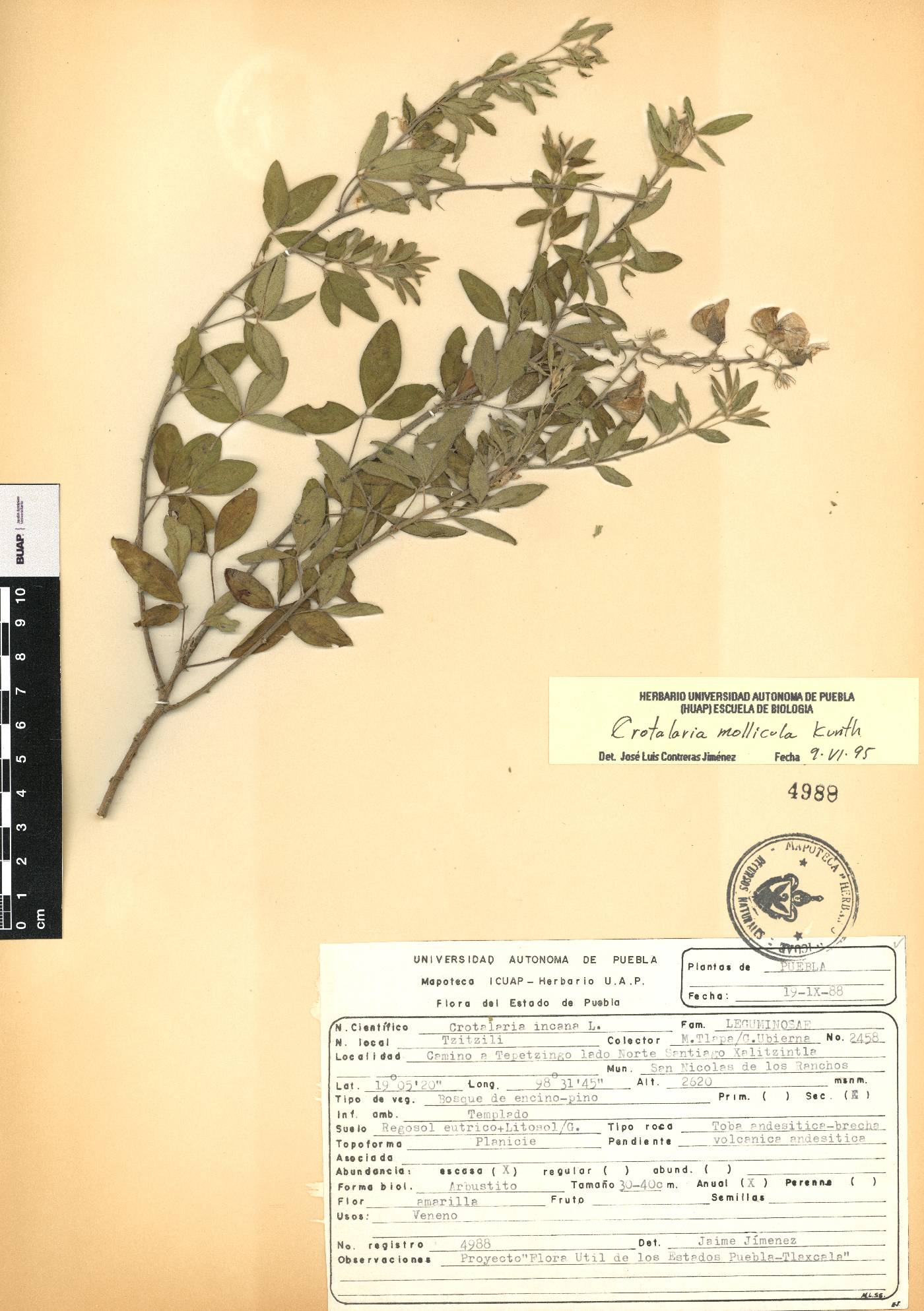 Crotalaria mollicula image
