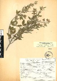 Crotalaria mollicula image