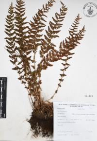 Woodsia mollis image