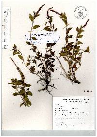 Acalypha phleoides image