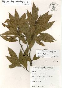 Quercus delgadoana image