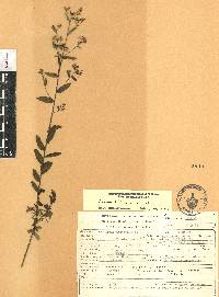 Linum orizabae image