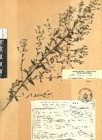 Linum orizabae image
