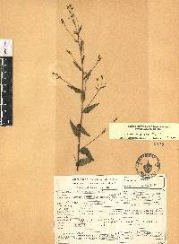 Linum orizabae image