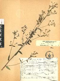 Linum orizabae image