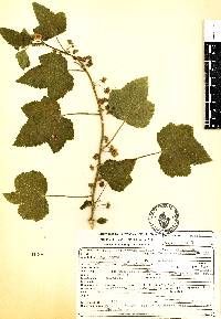 Kearnemalvastrum lacteum image