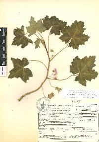 Malva assurgentiflora image