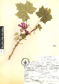 Malva assurgentiflora image