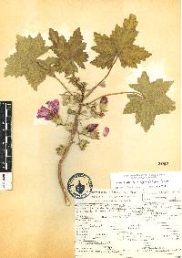 Malva assurgentiflora image