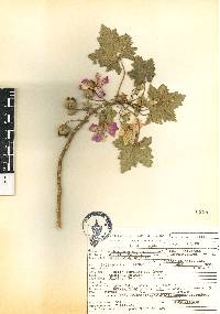 Malva assurgentiflora image