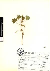 Malva parviflora image