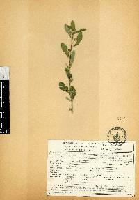 Sida rhombifolia image