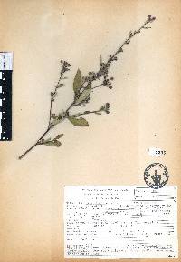 Sida rhombifolia image