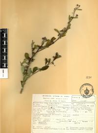 Sida rhombifolia image
