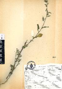 Sida rhombifolia image