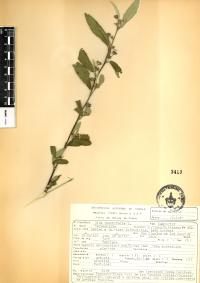 Sida rhombifolia image