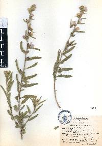 Sphaeralcea angustifolia image