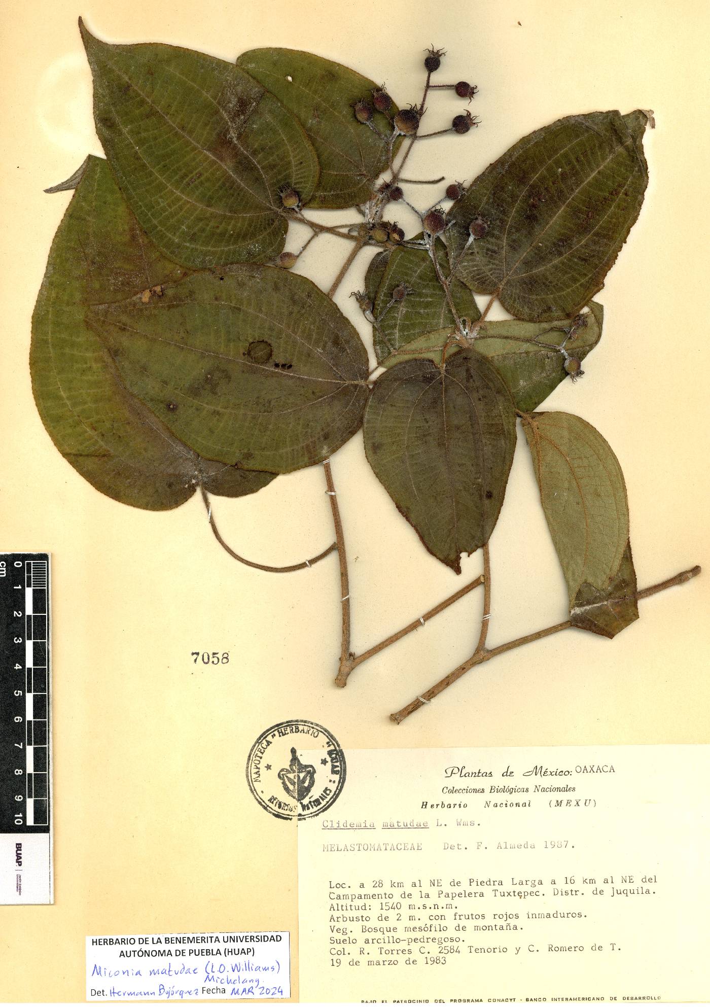 Miconia matudae image