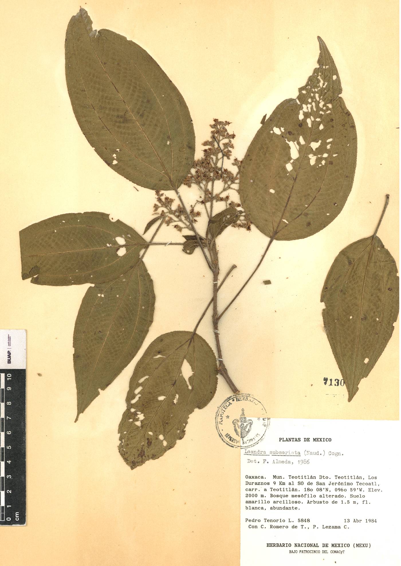 Miconia subseriata image