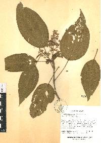 Miconia subseriata image