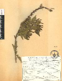 Oenothera deserticola image