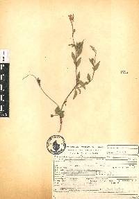 Oenothera rosea image