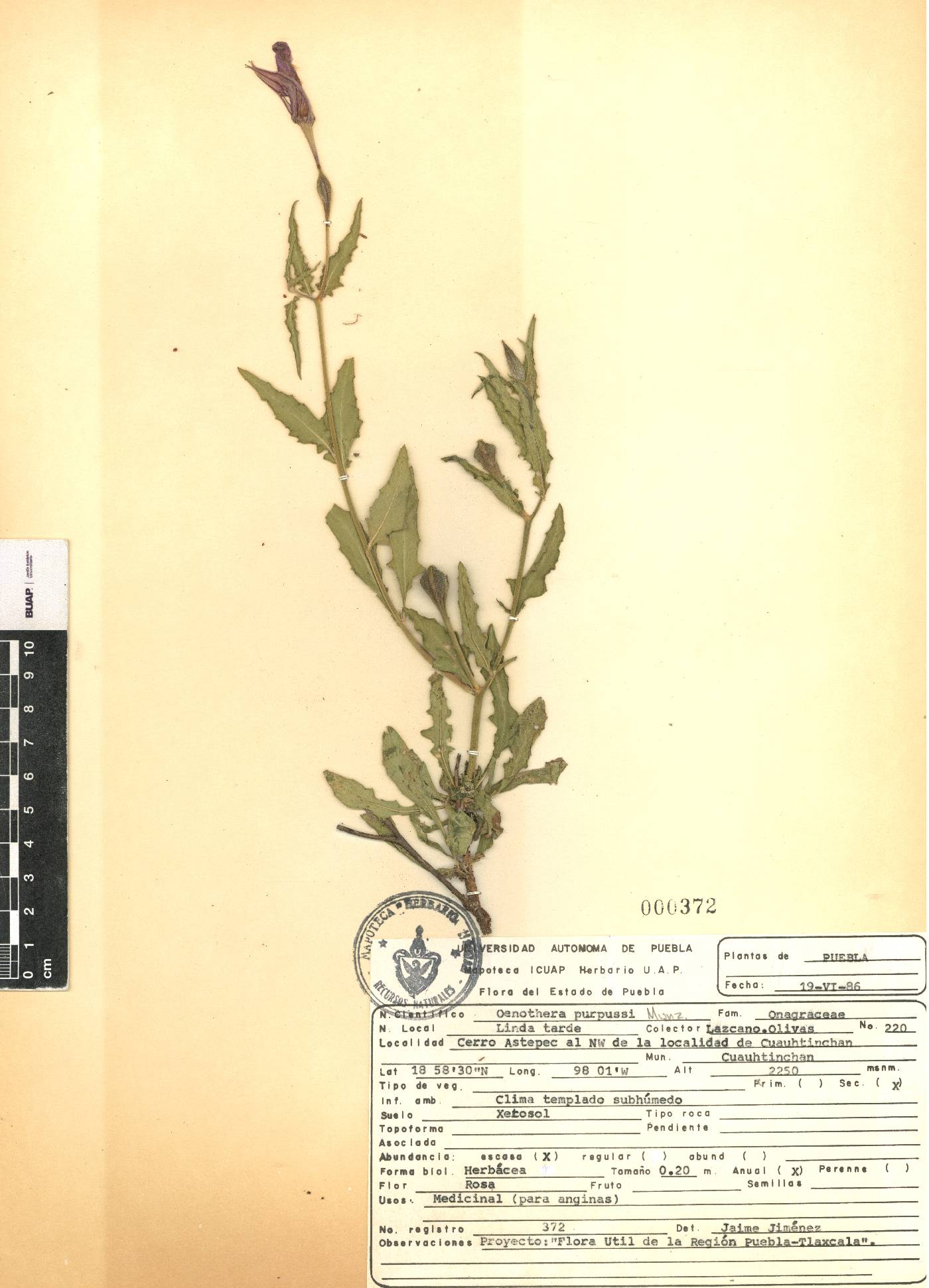 Oenothera deserticola image