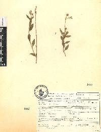 Oenothera rosea image