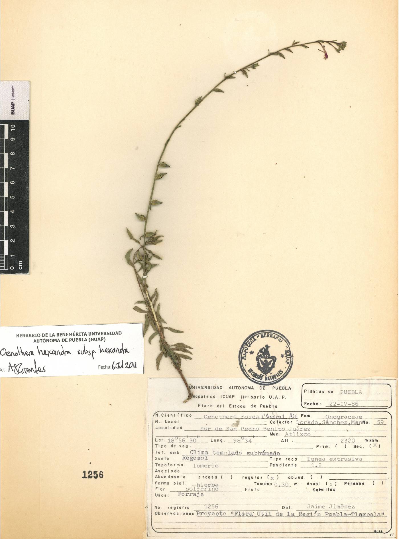 Oenothera hexandra subsp. hexandra image
