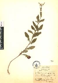 Oenothera rosea image