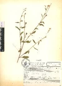 Oenothera rosea image