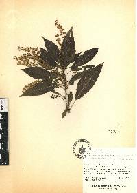 Trichostigma octandrum image