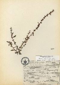 Rumex conglomeratus image