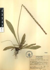 Plantago australis image