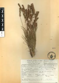 Plantago nivea image