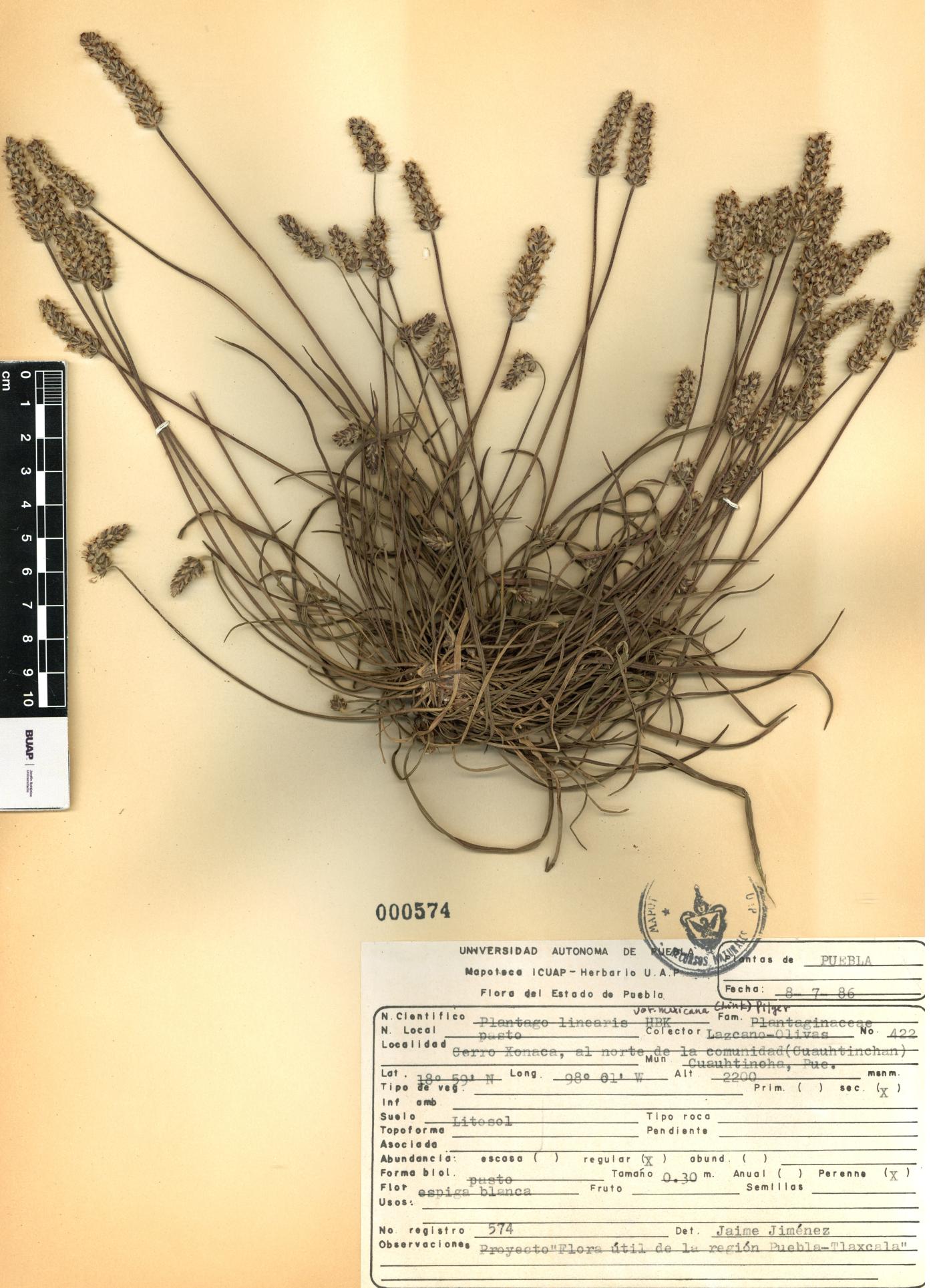 Plantago nivea image