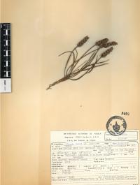 Plantago nivea image