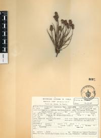 Plantago nivea image