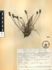 Plantago nivea image