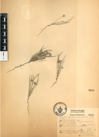 Plantago nivea image