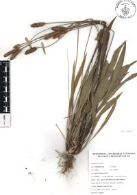 Plantago lanceolata image