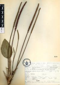 Plantago major image