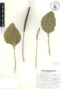 Plantago major image