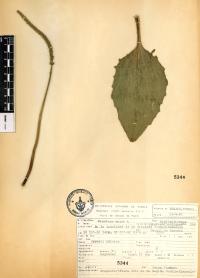 Plantago major image