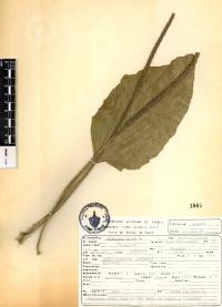 Plantago major image
