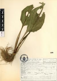Plantago major image