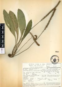 Plantago major image