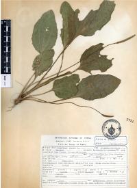 Plantago major image