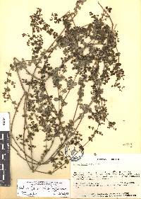 Galium fuscum subsp. hypadenium image